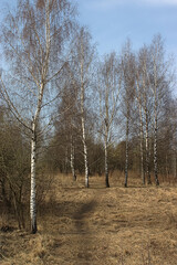 trees in the spring forest park