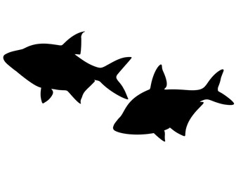The silver bream fish swims in the set. Vector image.