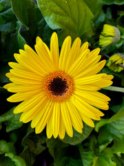ellow daisy and green foliage in the Spring in Georgia