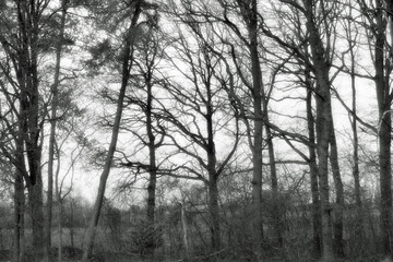 Obraz na płótnie Canvas Black-white: Leafless tree trunks at the edge of the forest in winter