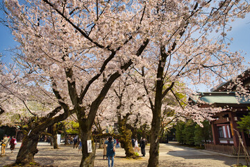 靖国神社の桜