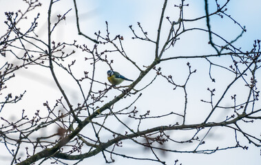 great tit in a tree