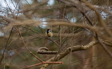 great tit in a tree