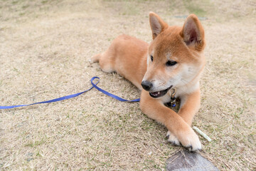 Red-haired Shiba Inu puppy dog playing on field outdoor, Close up of a pet.