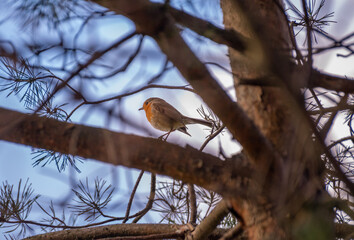 red robin on a branch