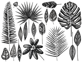 Big set of graphics tropical leaves. Leaves and branches from the jungle.