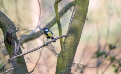 great tit on a branch