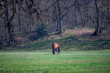Fototapeta na wymiar Horse eating in a dutch meadow