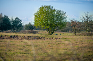 first green tree in the spring 