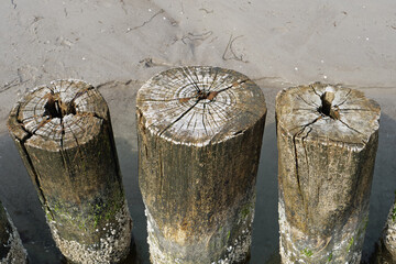 View of three weathered wooden piles of a spur dyke on the beach
