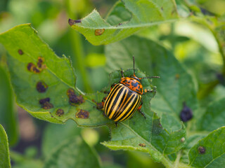Colorado beetle sitting on a pitted potato leaf. Focus on the pest's head. Bug eating a plant. Close-up. Bright illustration about insects, pests of agricultural plants and gardening. Macro