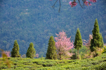 Temi Tea Estate Nestled in Ravangla, Sikkim