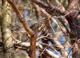 tree clover on a dead branch
