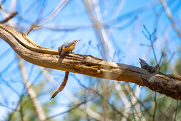 tree clover on a dead branch