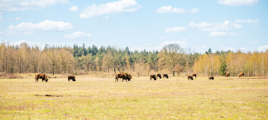Fototapeta na wymiar Wisent grazing in the maashorst in the dutch spring.