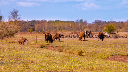 Wisent grazing in the maashorst in the dutch spring.