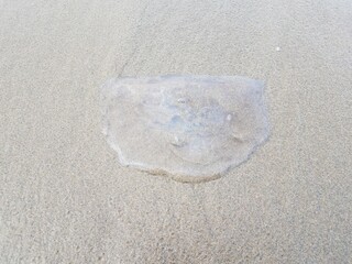 Fototapeta na wymiar dead jellyfish washed up on sand at coast or beach