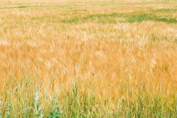 Golden wheat field in summer
