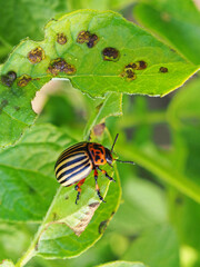 Colorado beetle sitting on a pitted potato leaf. Focus on the pest's legs. Bug eating a plant. Close-up. Bright vertical illustration about insects, pests of agricultural plants and gardening. Macro