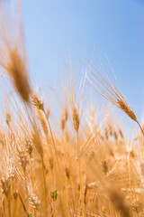 Golden wheat field in summer