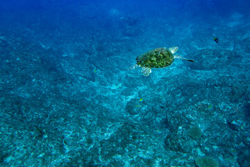 Green sea turtle at the coral reef