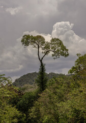 Obraz premium Tree with leaves branches against skies and cloud. Natural scenery, Save the Earth concept, Space for text, No focus, specifically.