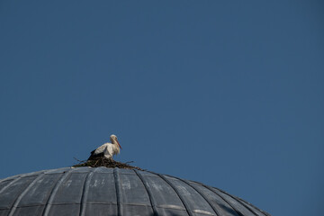 stork in a nest on the dome of a mosque