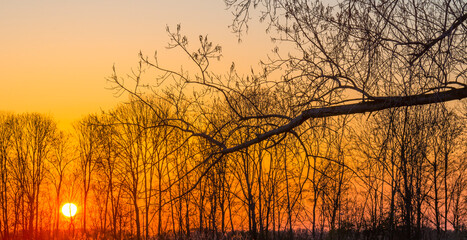 Trees in bright orange yellow sunlight at sunrise in spring, Almere, Flevoland, The Netherlands, April 17, 2021