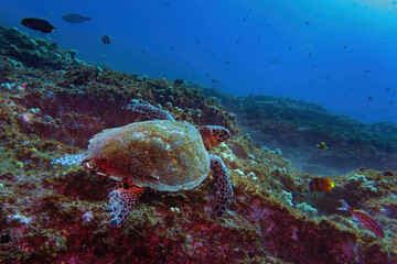 green sea turtle resting on the reef
