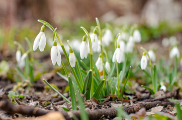 A field of beautiful snowdrops. The first early spring flowers bloom in the forest.  Galanthus nivalis. Floral photography
