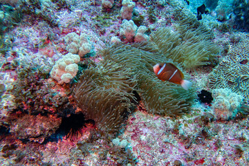 great barrier reef anemone fish in sea anemone