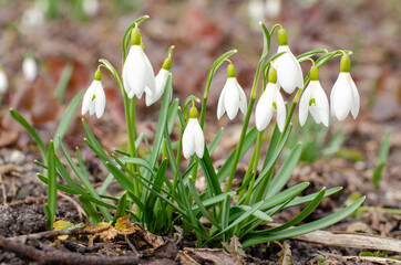 Early spring white snowdrops. The first spring flowers bloom in the garden. Galanthus nivalis photography. 
