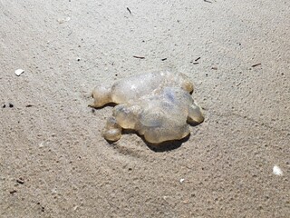 Fototapeta na wymiar dead jellyfish washed up on sand at coast or beach