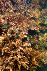 Naklejka na ściany i meble Tropical fish and corals at the reef