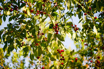 Cherry blossom in the garden