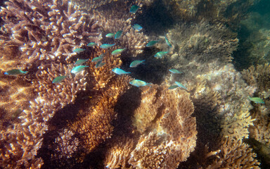 Tropical fish at the coral reef