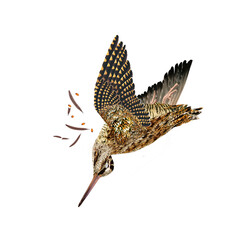 oiseau, position , bécasse des bois, la chasse, en vol, tiré, nature, ailes, faune, sauvage, chasseur, tué, animal, ailes, ciel, sauvage, blanc, chasse, bec, brun