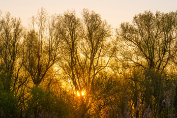 Fototapeta na wymiar Trees in bright orange yellow sunlight at sunrise in spring, Almere, Flevoland, The Netherlands, April 17, 2021