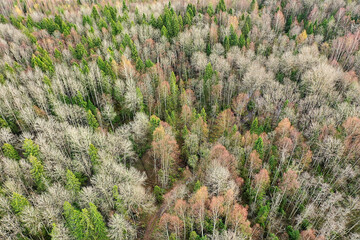 autumn forest without leaves top view with drone, nature background landscape