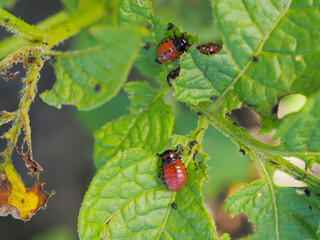 Colorado potato beetle larvae on eaten away potato leaf. Close-up. A bright illustration on the theme of protecting agricultural plants from bugs and pests. High detail. Macro