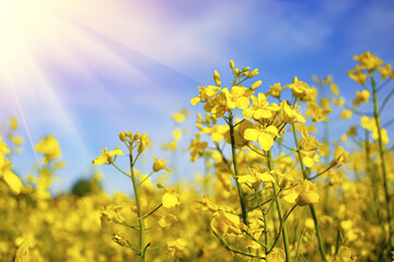 Beautiful mustard flower in sunlight. Yellow mustard field - Powered by Adobe