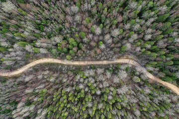 autumn forest without leaves top view with drone, nature background landscape