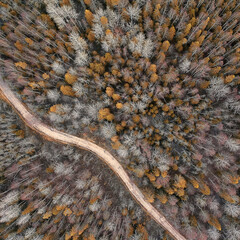autumn forest taiga view from drone, yellow trees landscape nature fall