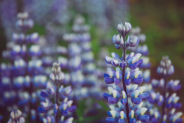 Obraz premium Lupine flowers in Iceland