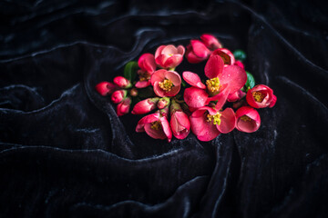 red spring flowers on a black background for mockup, buds of Japanese quince or chaenomeles on a black velvet background in early spring, floral background for your ad copy space