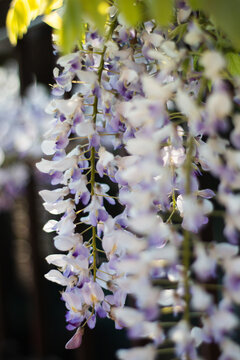 Primavera