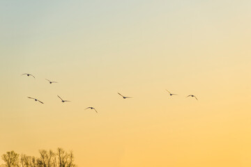 Flock of geese flying in a bright blue yellow sky over nature in  sunlight at sunrise in spring, Almere, Flevoland, The Netherlands, April 17, 2021