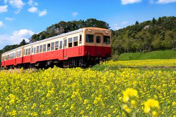 A train running through a field of rape blossoms in spring at Chiba in Japan © M_blue_surgeon
