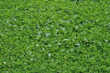 green grass background