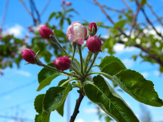 tree blossom